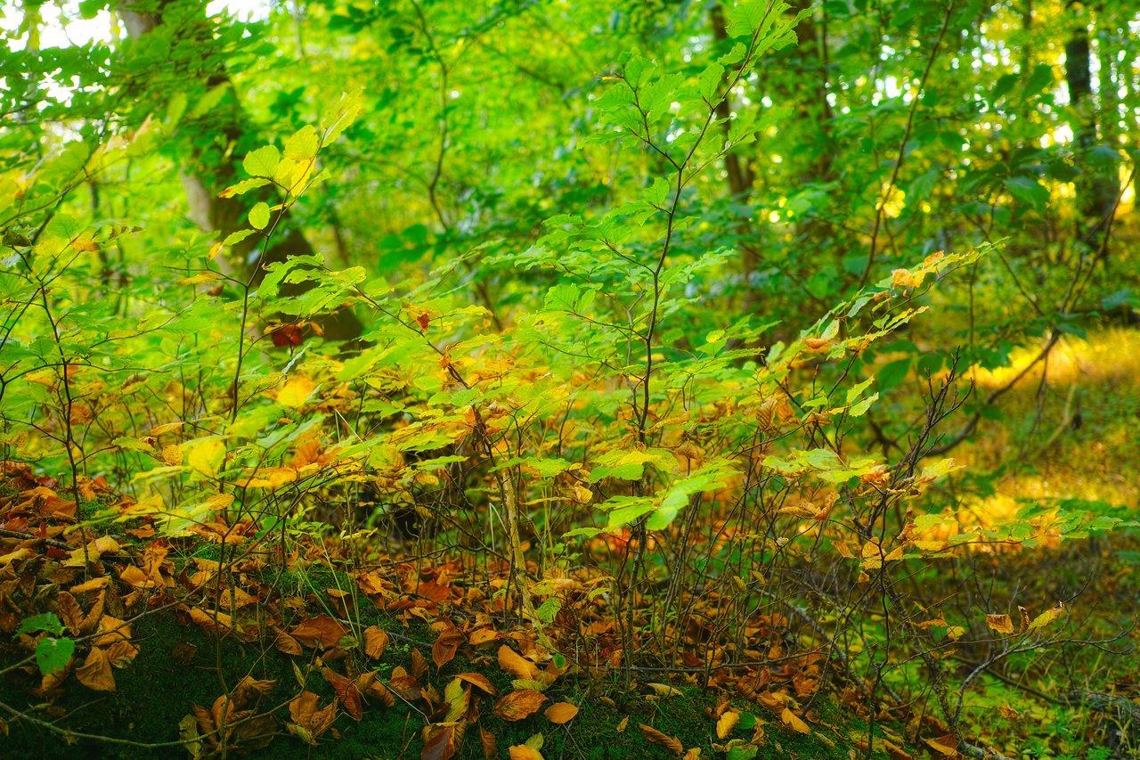 Optimisation de la gestion énergétique à l’automne 2025 grâce à la Green Tech
