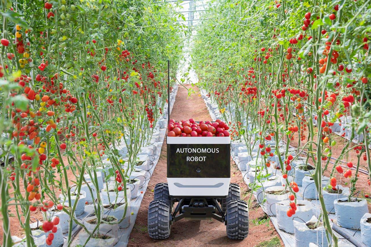 Un robot agricole autonome en action dans un champ, illustrant la précision des interventions IoT pour une agriculture durable.